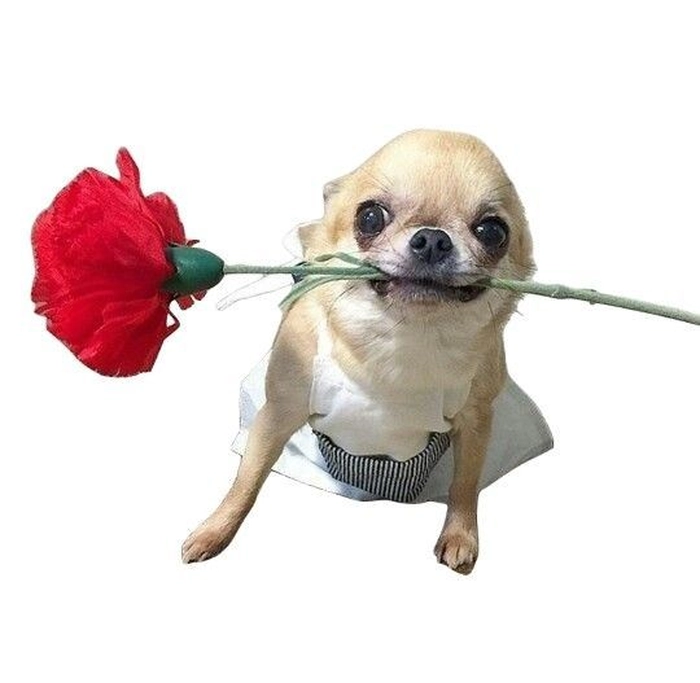 Hình con chó sticker biểu cảm hài hước