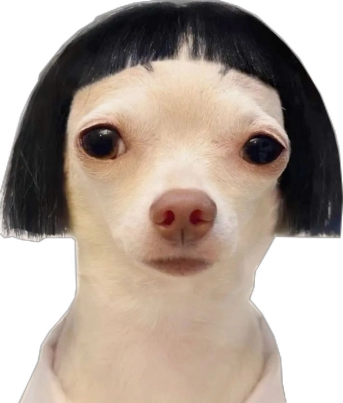 Hình sticker con chó meme vui vẻ