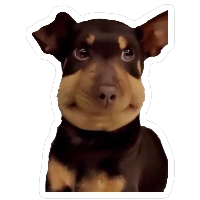 Sticker chó biểu cảm dễ thương sáng tạo