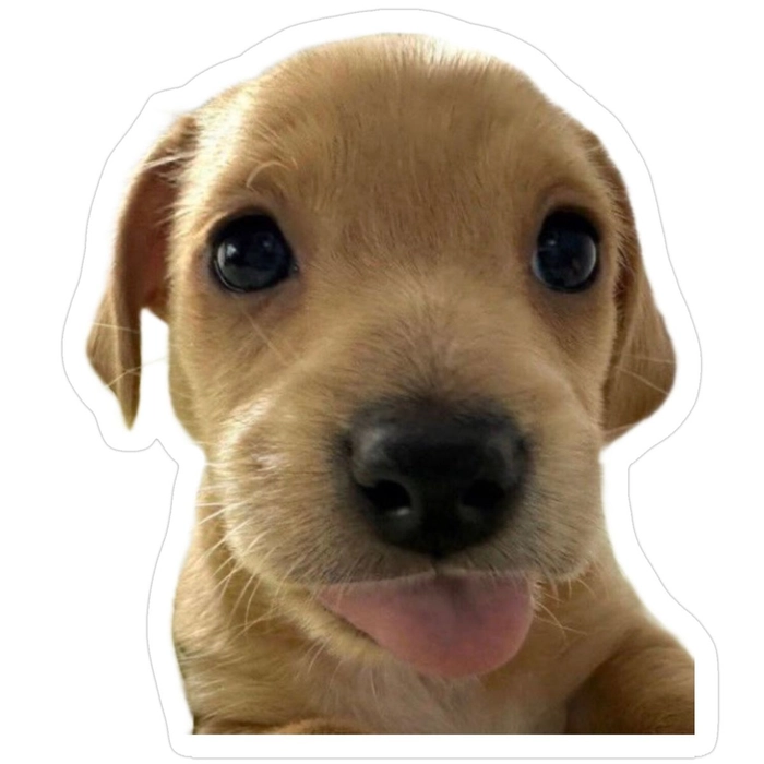 Sticker con chó vui nhộn đáng yêu