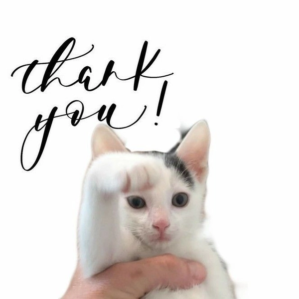 Sticker cảm ơn động đáng yêu