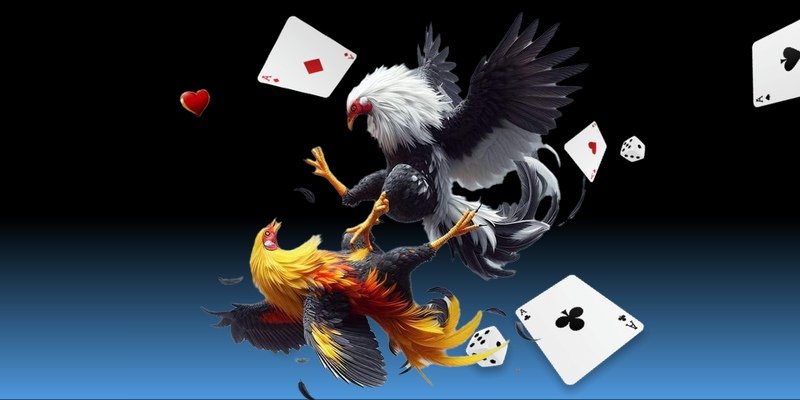 Hướng dẫn tham gia Đá gà Ko66 nhanh chóng