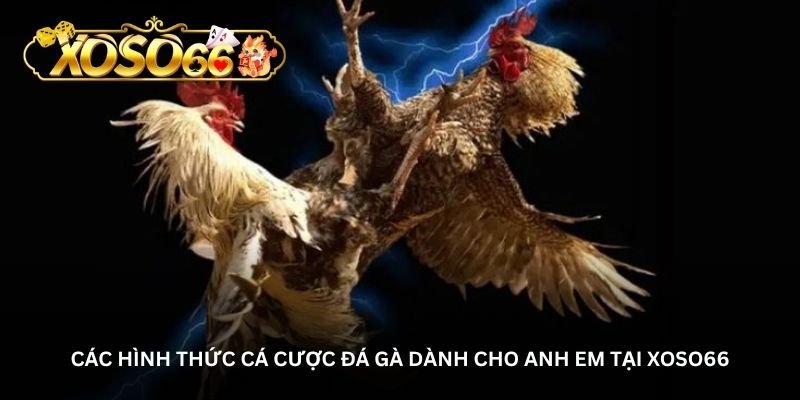 cac hinh thuc ca cuoc da ga danh cho anh em tai