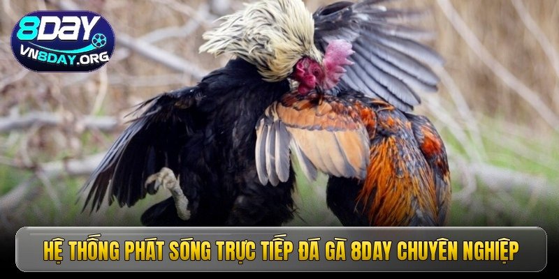 he thong phat song truc tiep da ga 8day chuyen nghiep