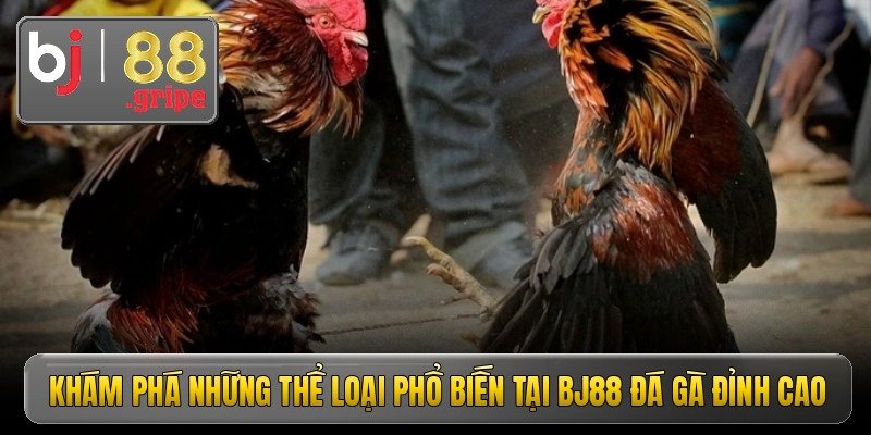 kham pha nhung the loai pho bien tai bj88 da ga dinh cao