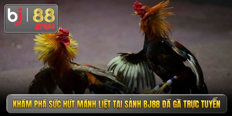 kham pha suc hut manh liet tai sanh bj88 da ga truc tuyen