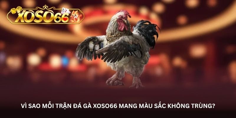 vi sao moi tran da ga xoso66 mang mau sac khong trung