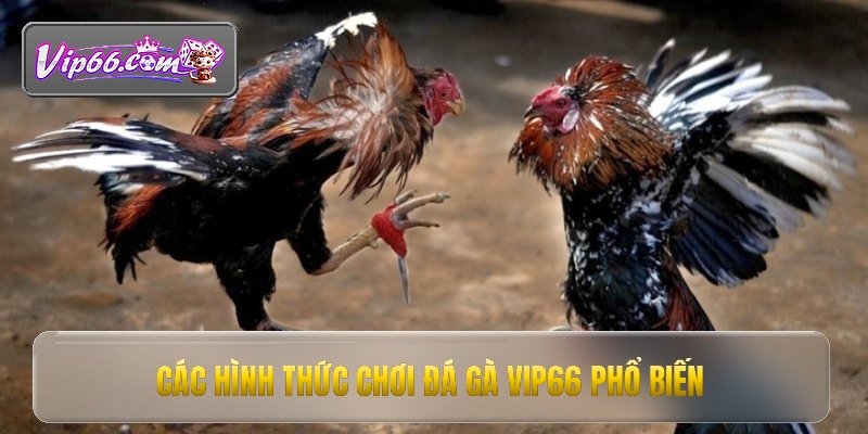 cac hinh thuc choi da ga vip66 pho bien
