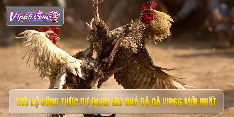 tiet lo cong thuc du doan ket qua da ga vip66 moi nhat