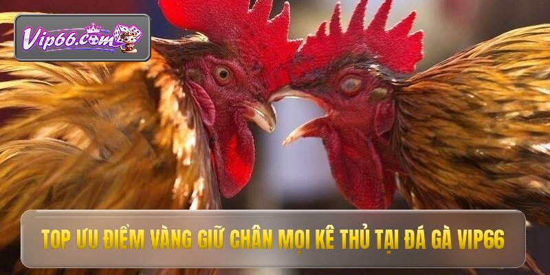 top uu diem vang giu chan moi ke thu tai da ga vip66