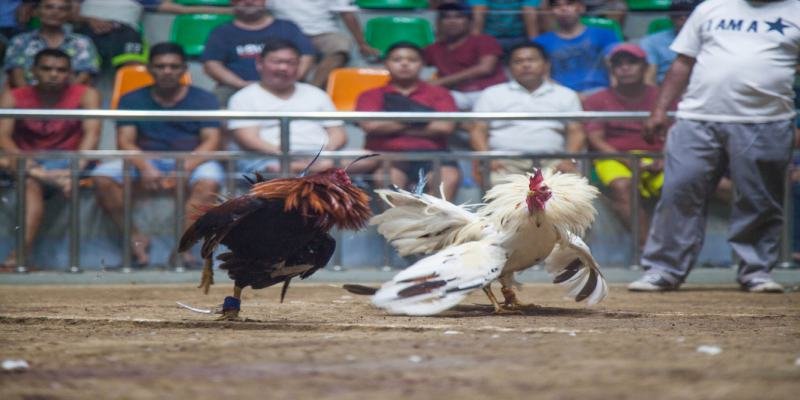 Những pha ra đòn trên sới tạo nhiều bất ngờ